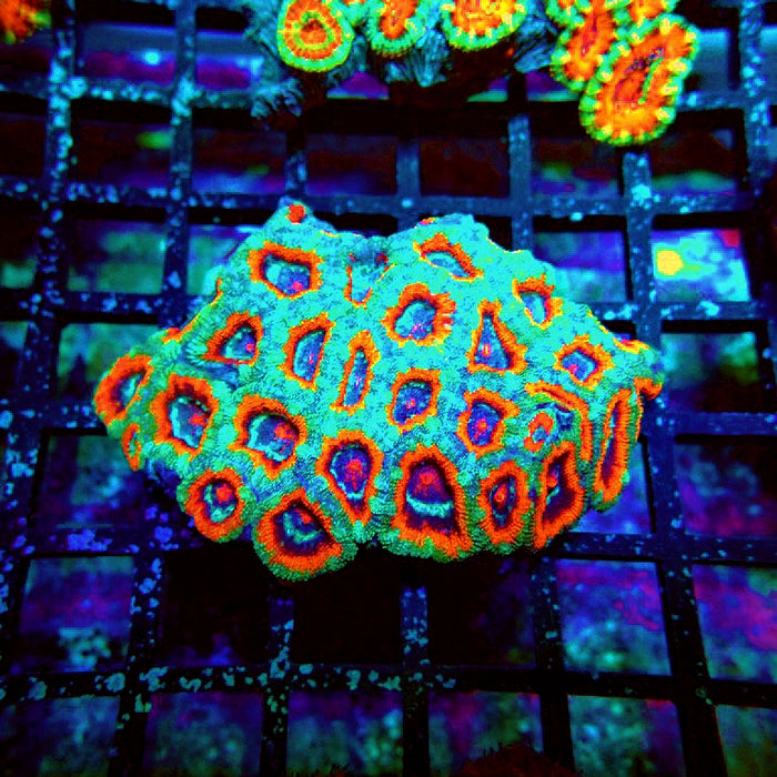 Acan Lord Coral Colony