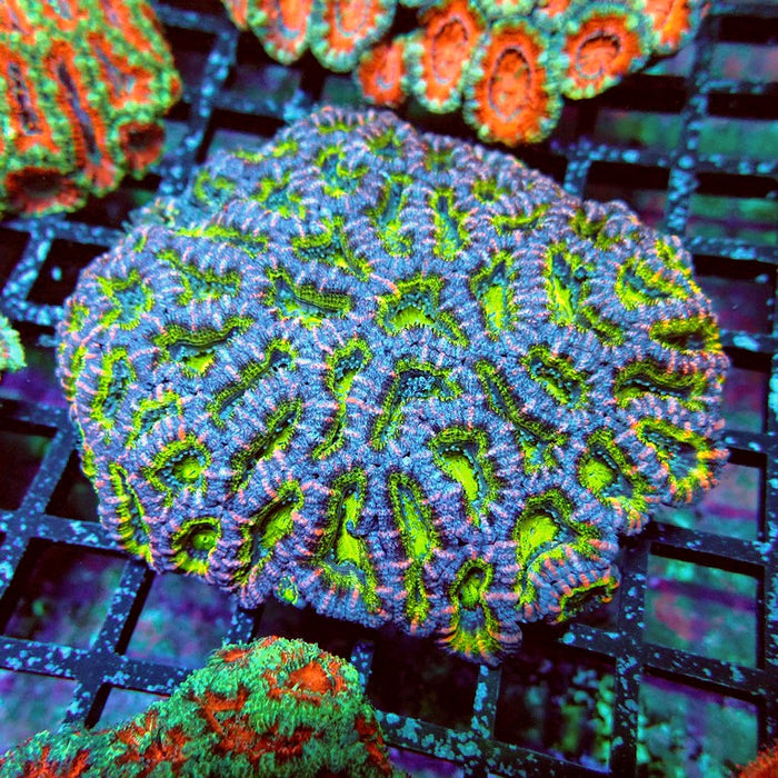 Acan Lord Coral Colony