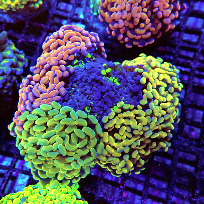Rainbow Mix Branching Hammer Colony