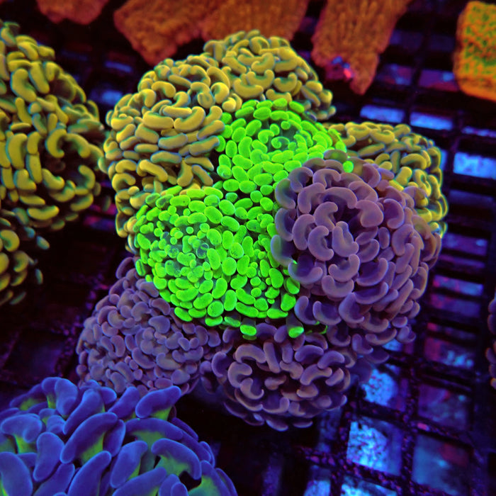 Rainbow Mix Branching Hammer Colony