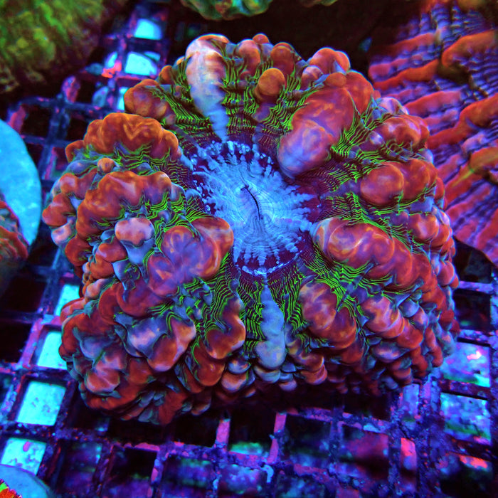 Indophyllia Premium
