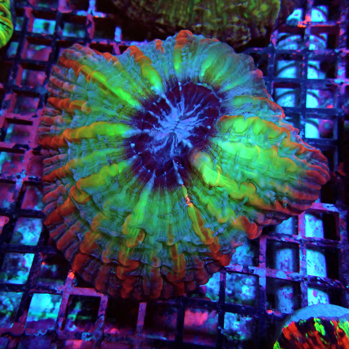 Indophyllia Premium