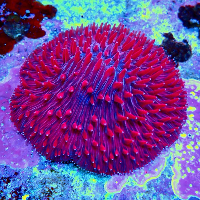 Plate Coral Fungia  Premium
