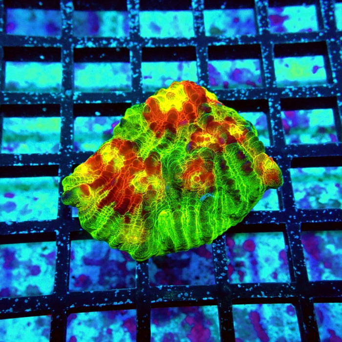 RAR Chalice Chemical Reaction