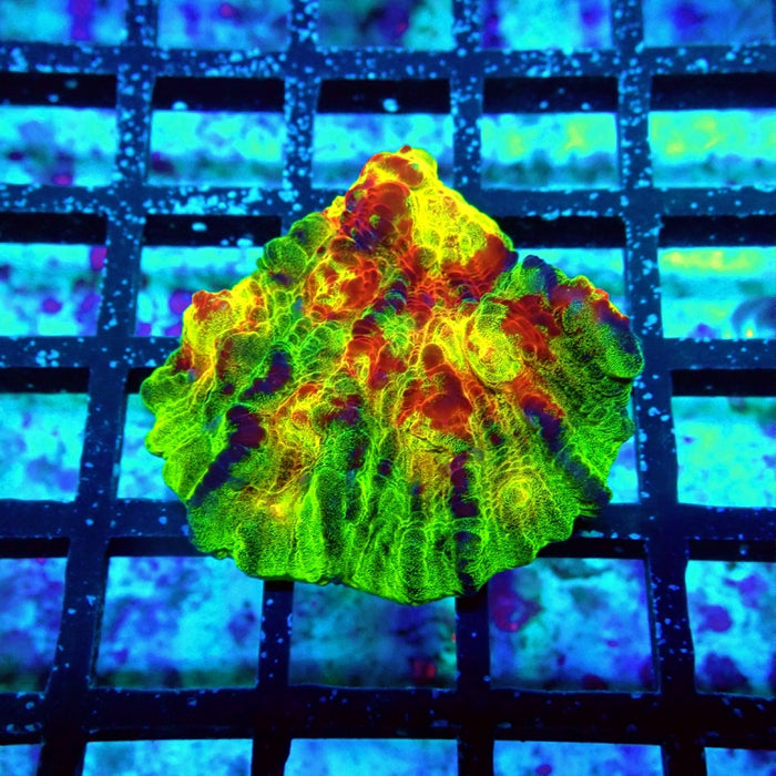 RAR Chalice Chemical Reaction