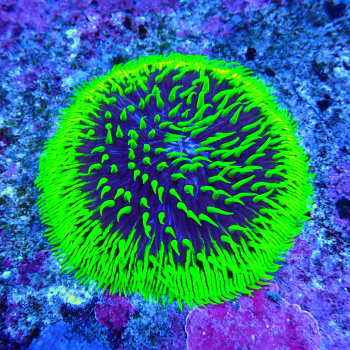 Plate Coral Fungia Ultra Premium