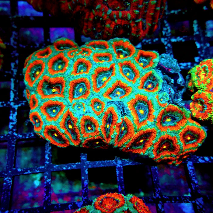 Acan Lord Coral Colony