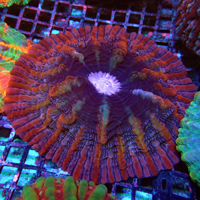 Indophyllia Premium