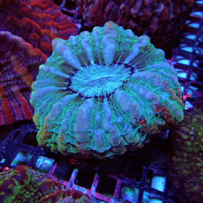 Indophyllia Premium