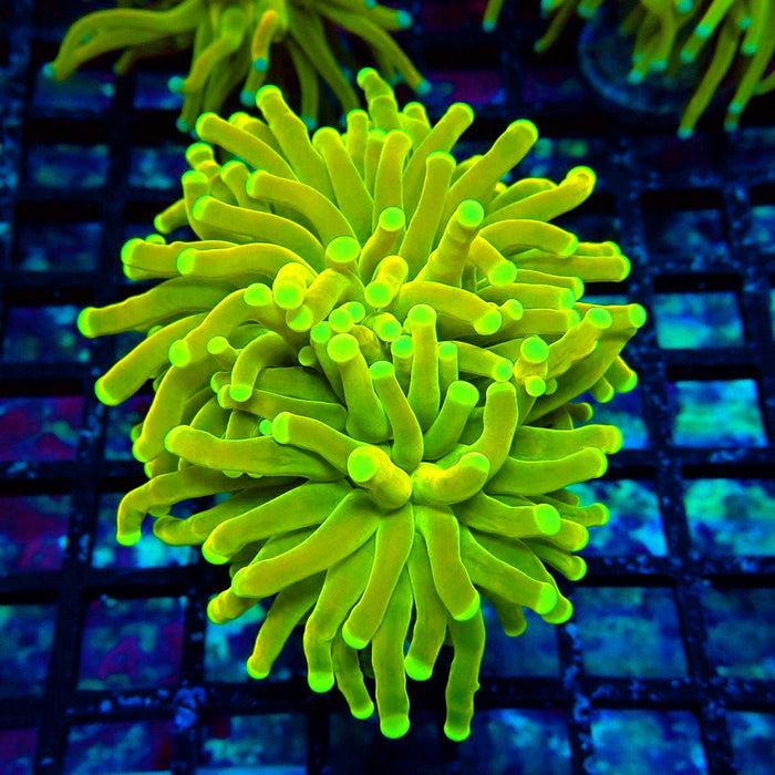 Holy Grail White-Tip Torch