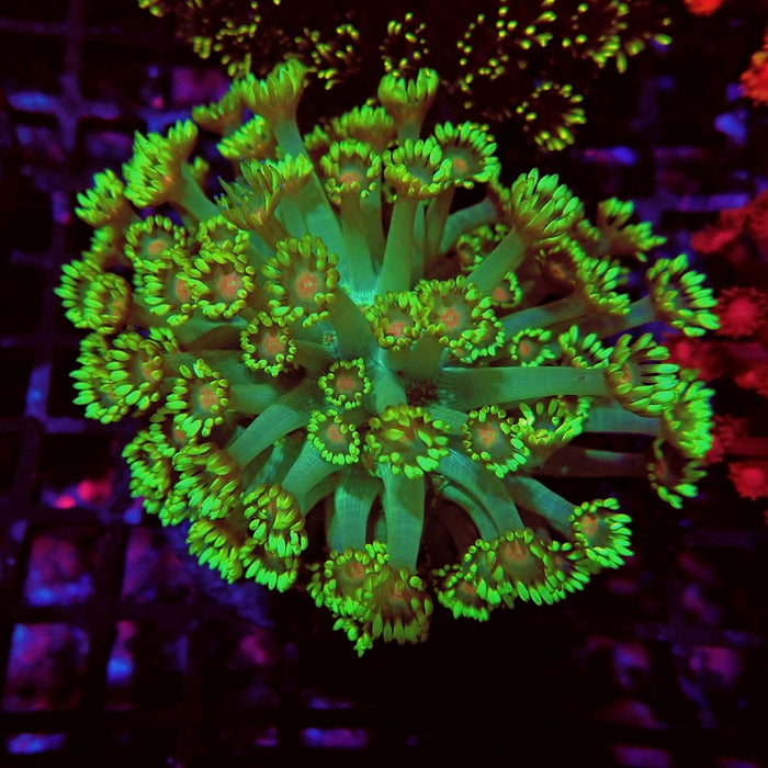 Colorful Green Goniopora Colony