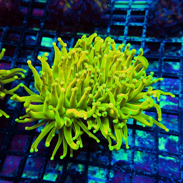 Holy Grail White-Tip Torch