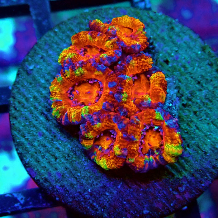 Acan Lord Rainbow Frag