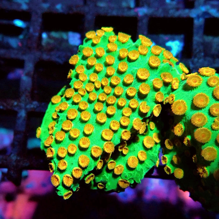 Reptar Cyphastrea