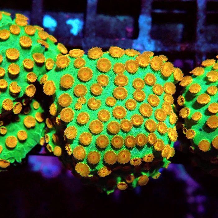 Reptar Cyphastrea