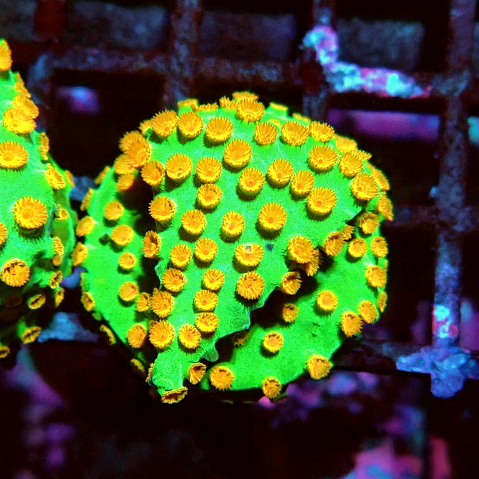 Reptar Cyphastrea