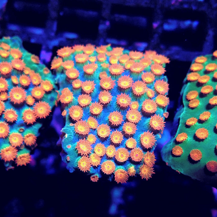 Meteor Shower Cyphastrea