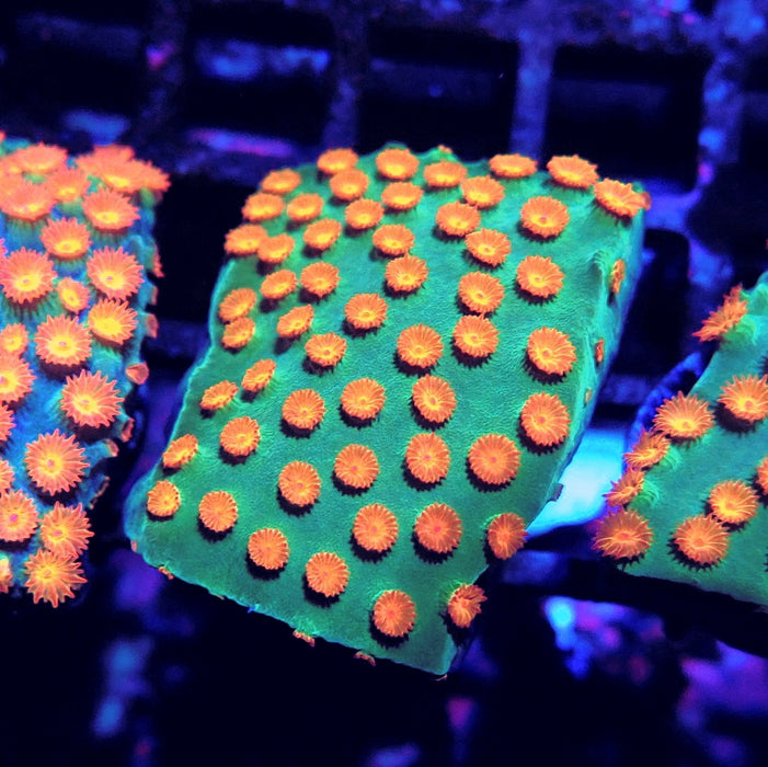 Meteor Shower Cyphastrea