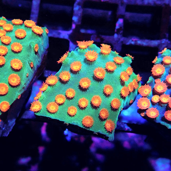 Meteor Shower Cyphastrea