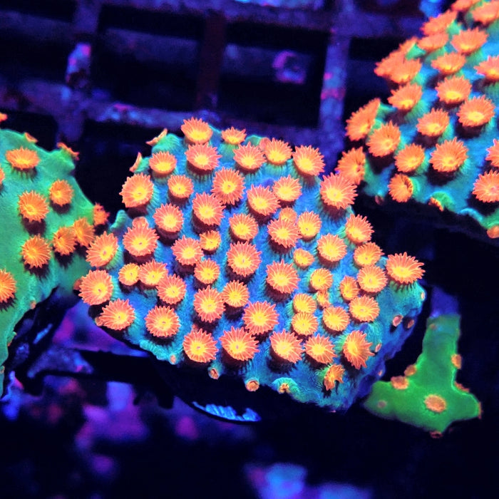 Meteor Shower Cyphastrea