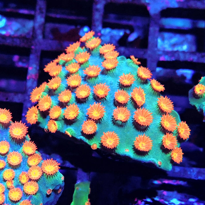 Meteor Shower Cyphastrea
