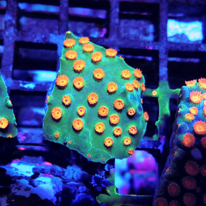 Meteor Shower Cyphastrea