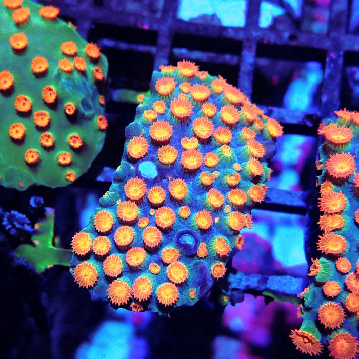Meteor Shower Cyphastrea