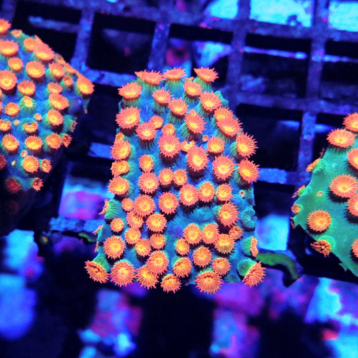 Meteor Shower Cyphastrea