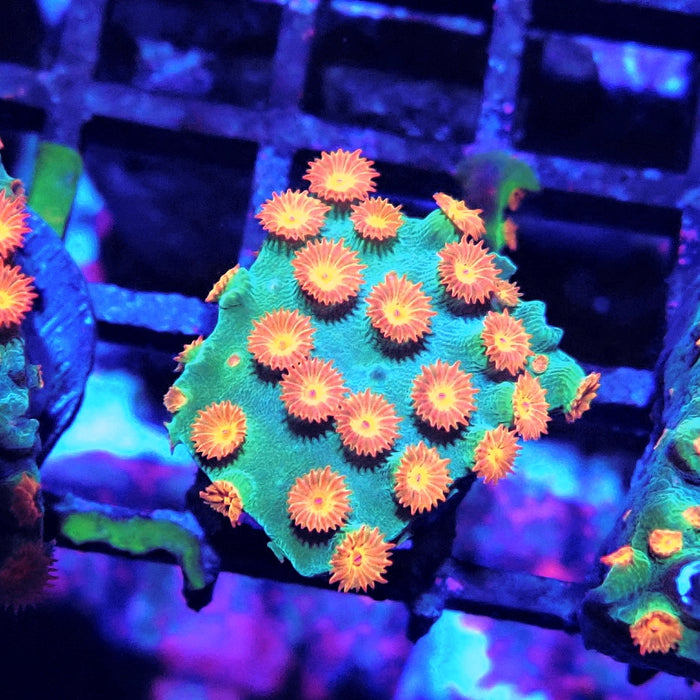 Meteor Shower Cyphastrea
