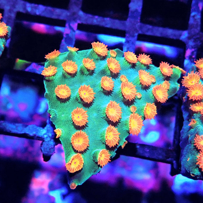 Meteor Shower Cyphastrea
