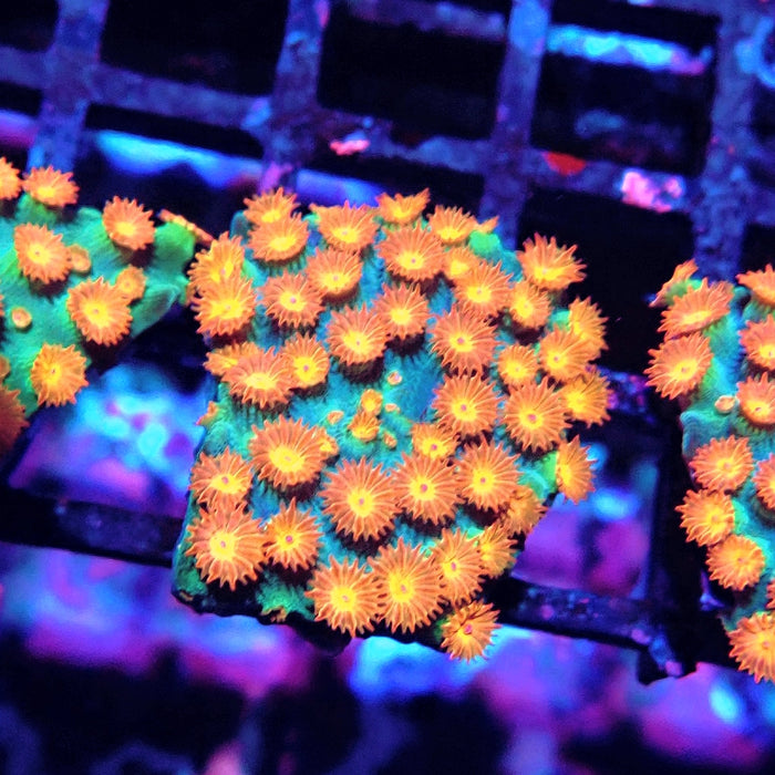 Meteor Shower Cyphastrea