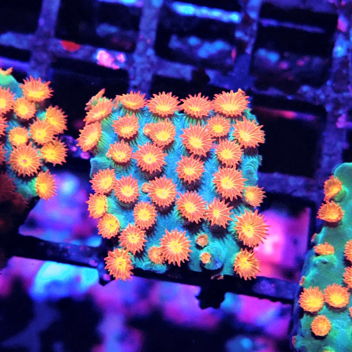 Meteor Shower Cyphastrea