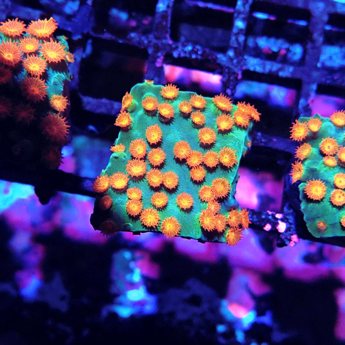 Meteor Shower Cyphastrea