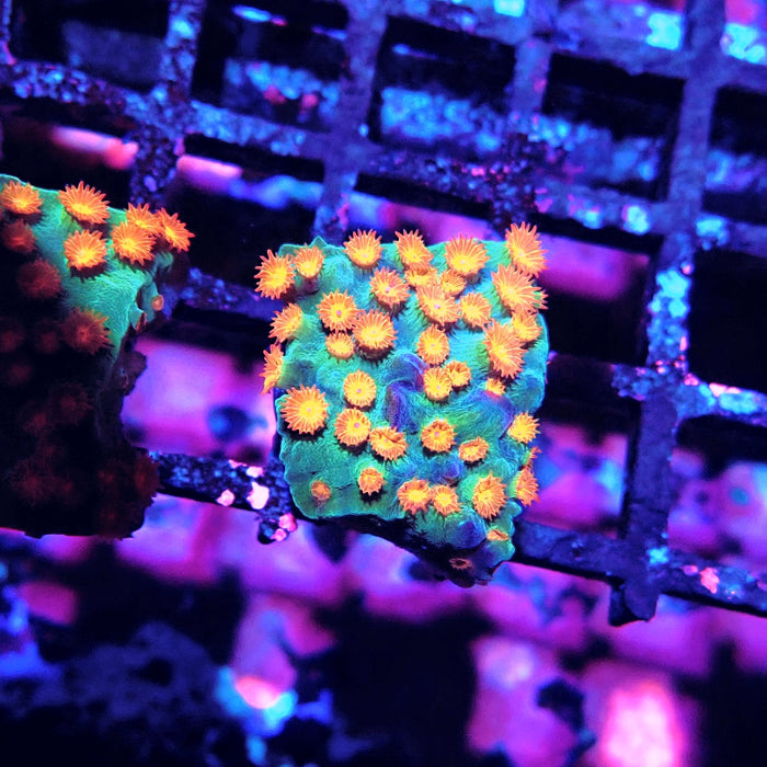 Meteor Shower Cyphastrea