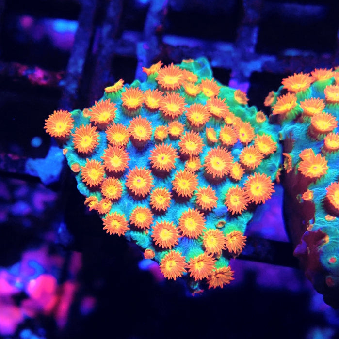 Meteor Shower Cyphastrea