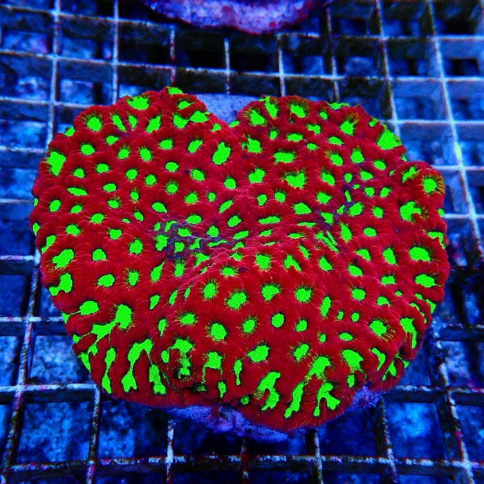 Favites Ultra Colony