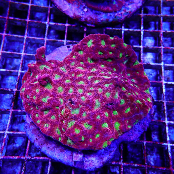 Favites Ultra Colony