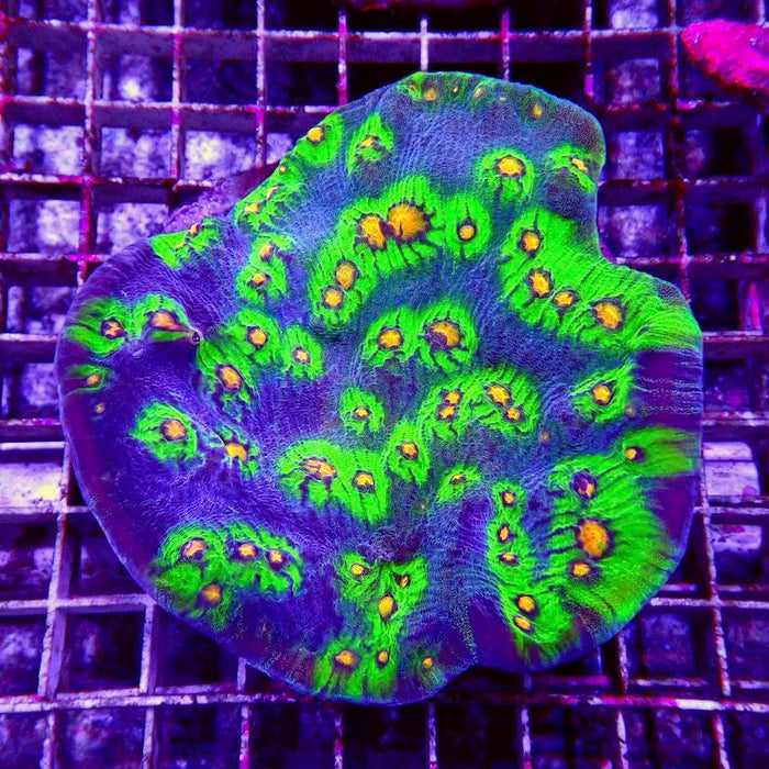 Mycedium Chalice Corals Colony