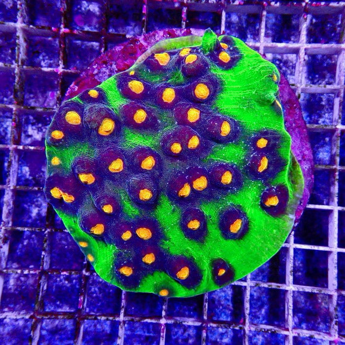 Mycedium Chalice Corals Colony