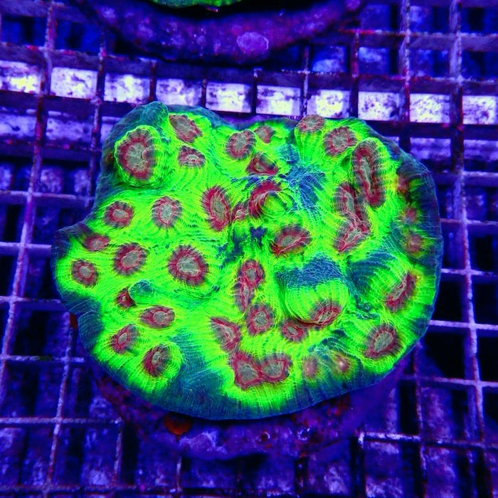 Mycedium Chalice Corals Colony