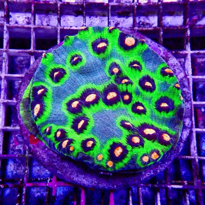 Mycedium Chalice Corals Colony