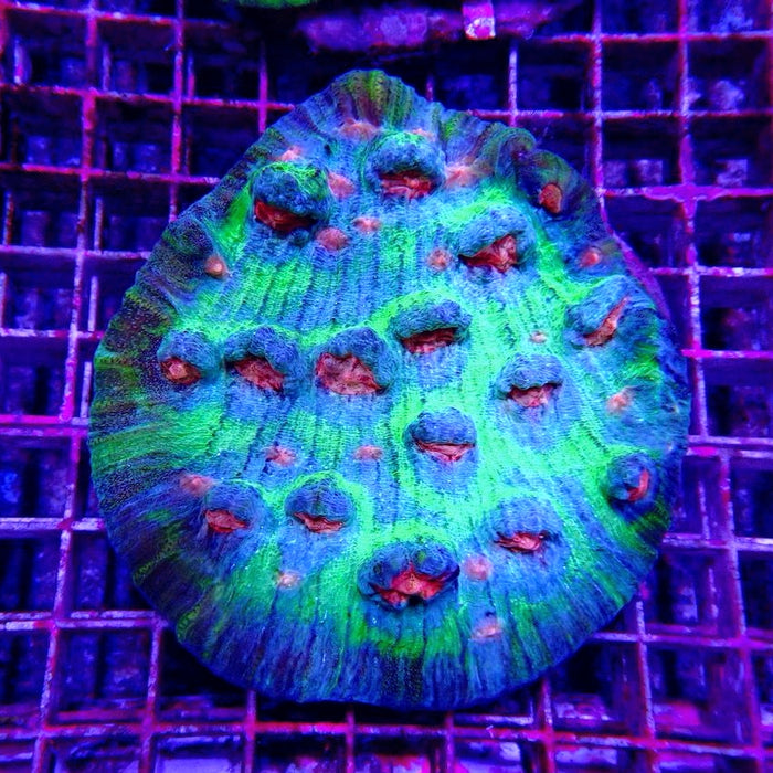Mycedium Chalice Corals Colony