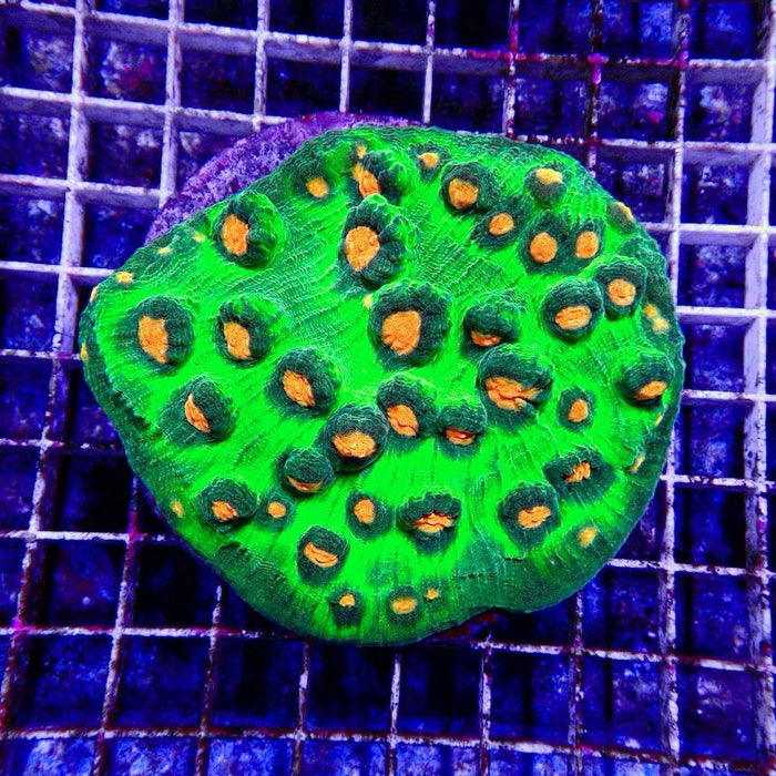 Mycedium Chalice Corals Colony