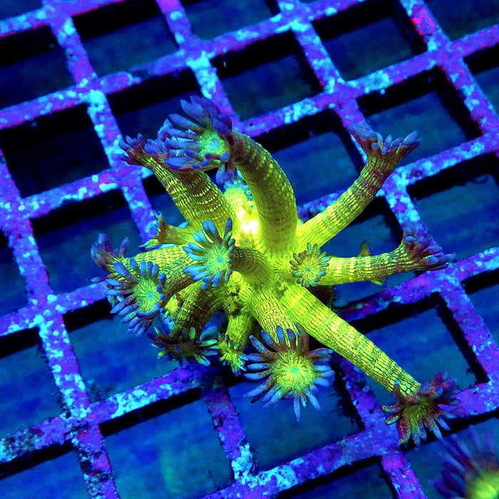 Super Ultra Glitter Goniopora