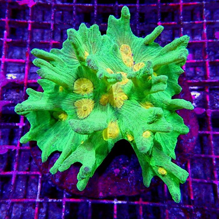 Pectinia Premium Colony