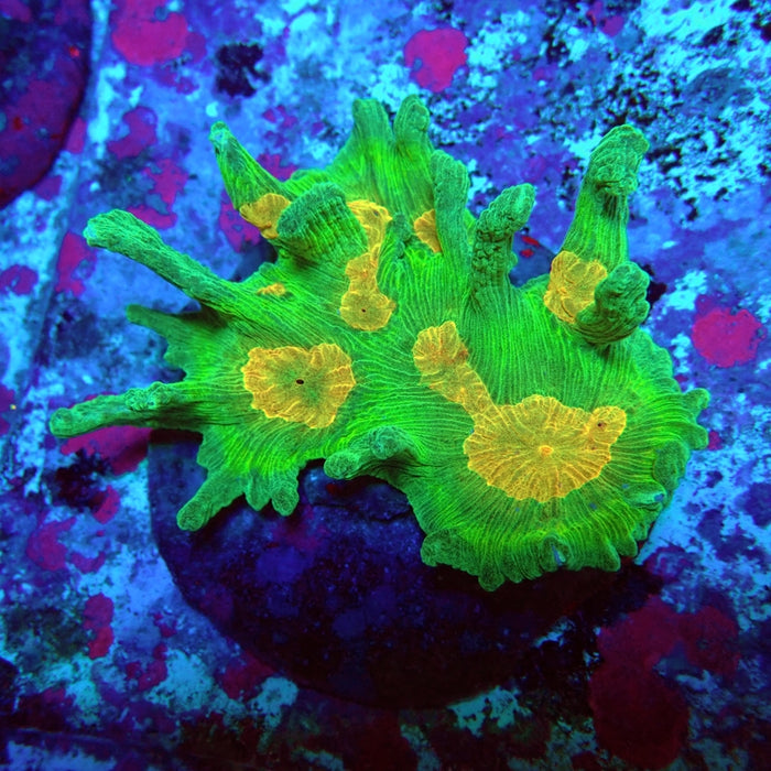 Pectinia Premium Colony