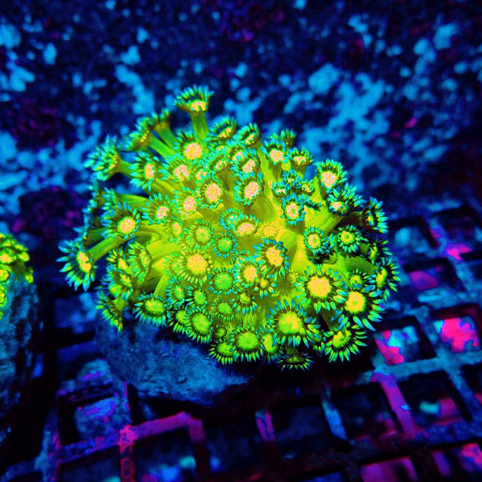 Goniopora Glitter Mini Colony