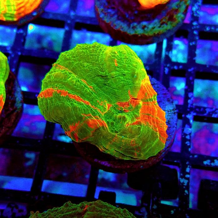 Scolymia Bleeding Apple Premium Coral Frag