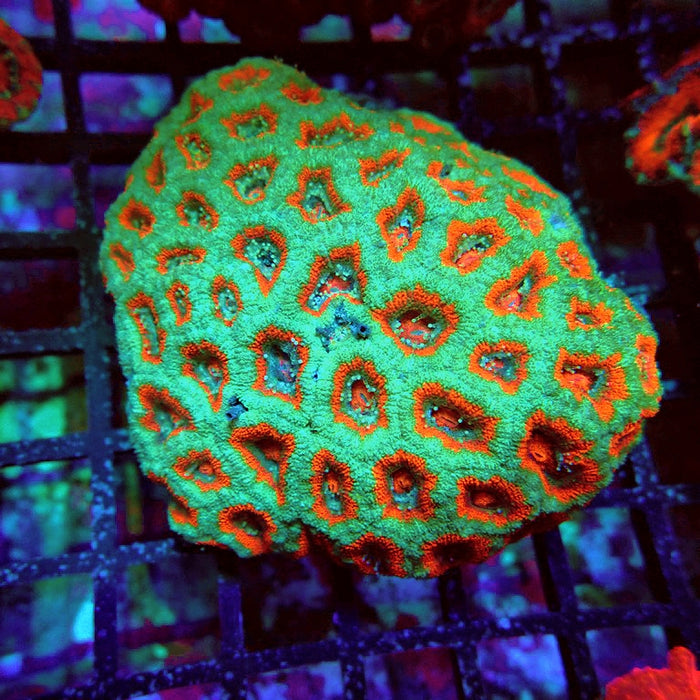Acan Lord Coral Colony
