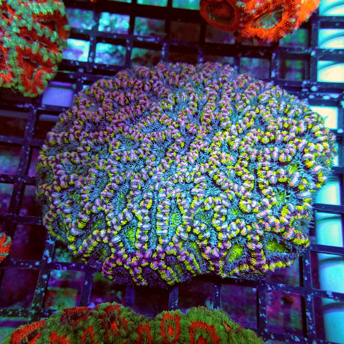 Acan Lord Coral Colony